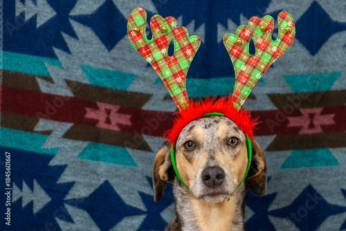spotted dog in Christmas outfit, with checkered antlers on its head. Christmas ornament. pet poses for photo, New Year's Eve, great-holidays. dog sits on a colored carpet on a colored background.