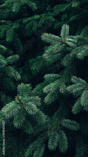 Evergreen pine branch conifer needle forest foliage green texture evergreen tree fir twig