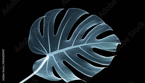 Delicate x ray of monstera leaf shows its skeletal vein structure. botanical image against black background has mysterious feel, study in plant biology