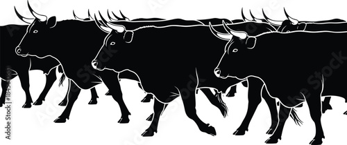 Bull silhouettes walking, black white vector, animal motion, herd movement, muscular body, horned cattle, wildlife icon, farm animal, rhythm pose