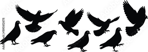 Black Pigeon Silhouettes Set, Collection of Flying and Standing Dove Figures, Various Angles for Peace Symbol and Birdwatching Concepts, Vector Illustration