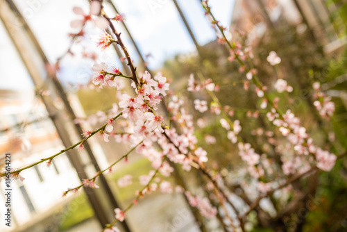 Delicate cherry blossom branches blooming in early spring with soft sunlight and a blurred cityscape background, soft focus.