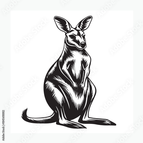 kangaroo