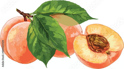 Fresh Peach Halved with Green Leaves Vector Illustration