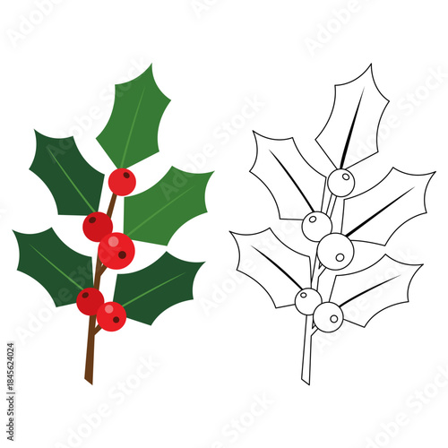 Festive Holly Branch Duo A vibrant illustration showcasing a pair of holly branches, one in full color and the other as a line drawing, perfectly capturing the spirit of winter festivities.