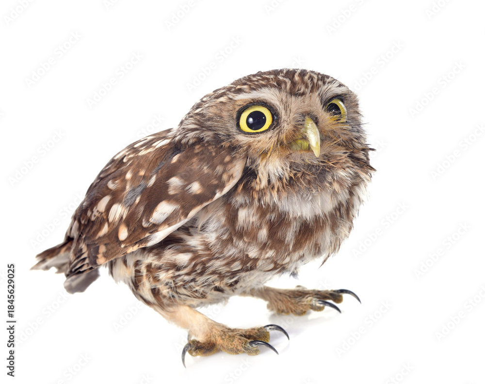 Fototapeta premium Little owl