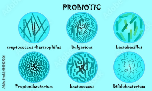 Probiotic Bacteria Illustration with Labeled Microorganisms