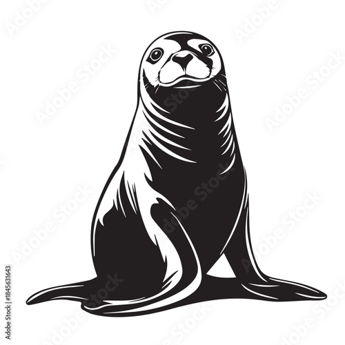 sea lion on the beach