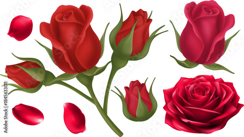 set of red roses full blooms buds and petals Transparent vector elements Ideal for wedding invitations Valentines Day promotions romantic graphics or beauty product design.