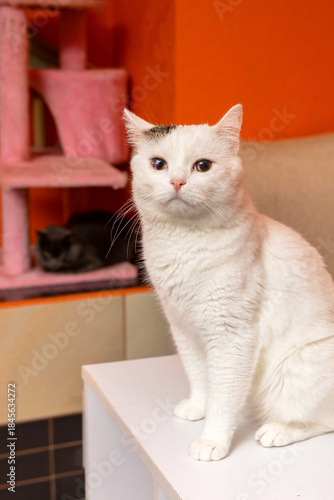 White Cat Sitting on Shelf in Animal Shelter Room