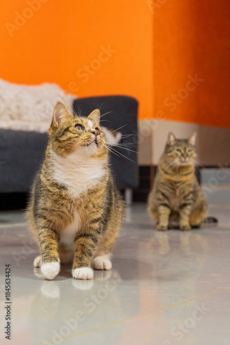 Several Shelter Cats Walking Together in Rescue Facility