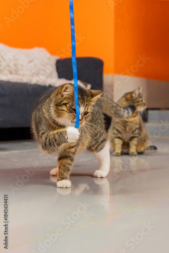 Several Shelter Cats Walking Together in Rescue Facility