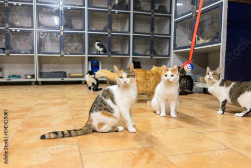 Multiple Cats Socializing in Shelter Playroom