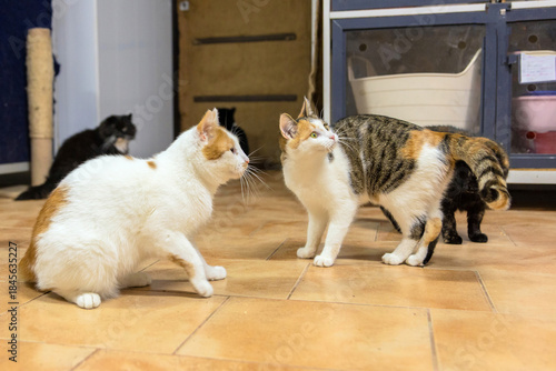 Slika na platnu Multiple Cats in Shelter Playroom
