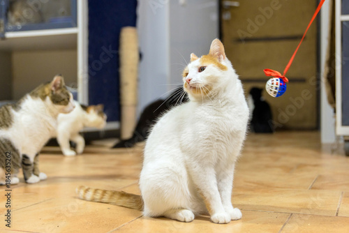 Multiple Cats in Shelter Playroom