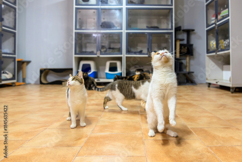 Multiple Cats Playing in Modern Shelter Room