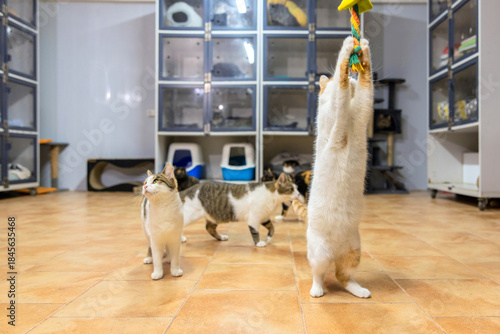 Multiple Cats Playing in Modern Shelter Room