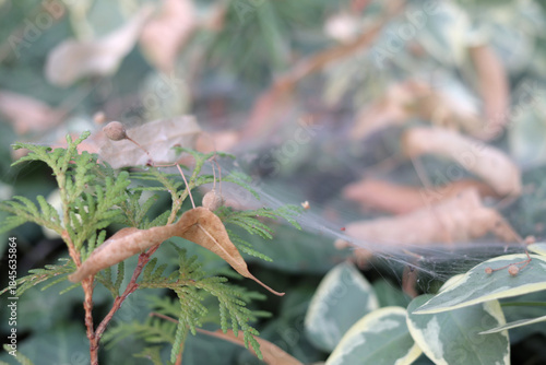 Spider webs in early morning in autumn time.