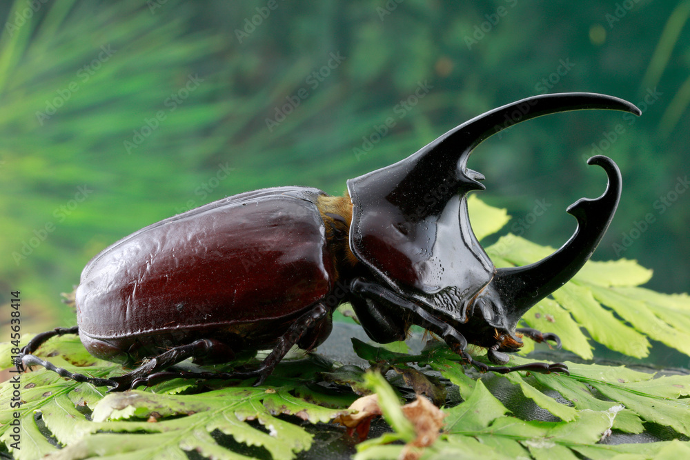 Fototapeta premium Afrikanische Herkuleskäfer oder Centauruskäfer (Augosoma centaurus) auf grünem Blatt