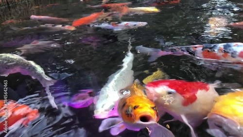 school of koi fish swims in a pond.