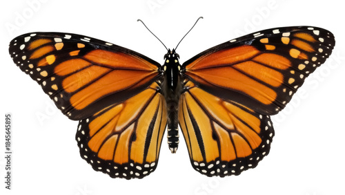 Tableau sur toile Monarch butterfly PNG isolated on transparent background, orange and black wings