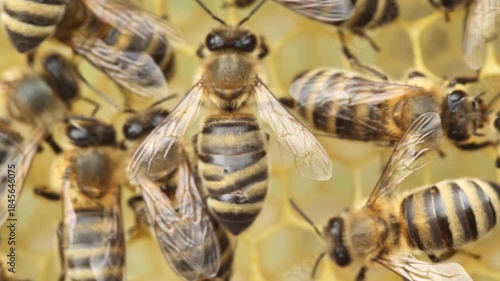 An injury, mutation, or other abnormality in a bee's appearance.  Video for science.