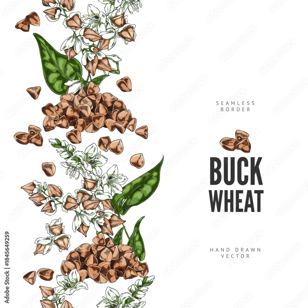 Fototapeta premium Buckwheat branch with flowers, leaves and seeds sketch vector seamless border design, hand drawn agricultural products