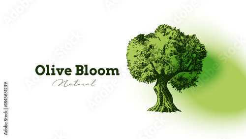 Vintage sketch olive oil banner. Extra virgin, farm product, Mediterranean cuisine, cosmetic, organic farm, packaging label, bottle sticker, menu header. Engraved hand drawn vector illustration.