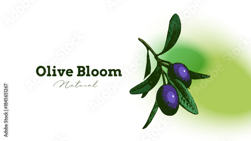 Vintage sketch olive oil banner. Extra virgin, farm product, Mediterranean cuisine, cosmetic, organic farm, packaging label, bottle sticker, menu header. Engraved hand drawn vector illustration.