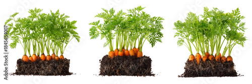 Set of Single carrot growing upright in soil detailed texture and vibrant green leaves on transparent png background. Ai generated