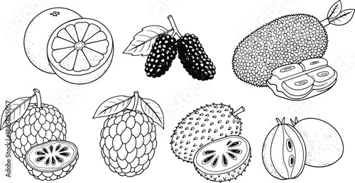 Vintage Black and White Exotic Fruit Illustration Set with Citrus Berry Jackfruit