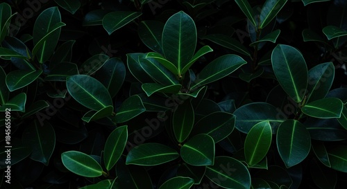 Dark green leaves with light green veins on black background