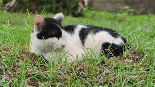 The black and white cat is lying on a green lawn.