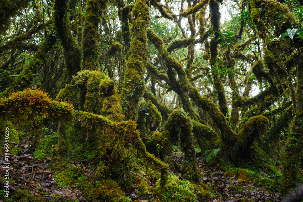 Fototapeta premium moss on the tree