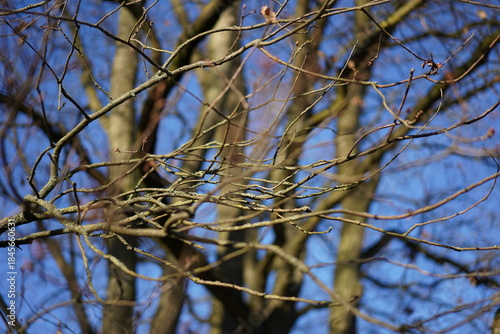 Nahaufnahme einer Stieleiche (Quercus robur) im Winter