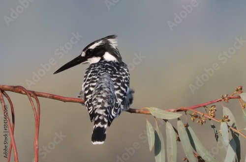 kingfisher standing on twig tree
