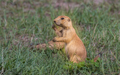Black-Tailed Prairie Dog Feeding in Custer State Park