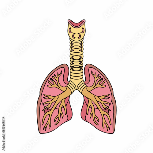 Stylized illustration of human respiratory system, showing anatomical structure of trachea and lungs on white background.