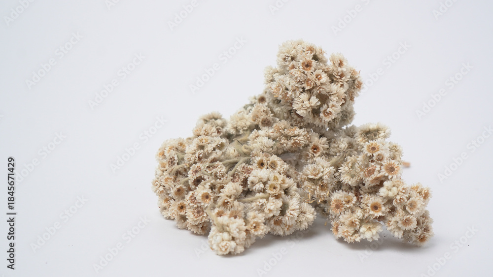 Obraz premium Dried White Wild Flowers Isolated on White Background