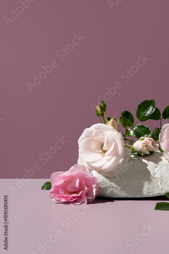 Eléboro rosas de invierno. Rosas de navidad de color blanco y rosa  colocadas sobre una piedra y un fondo rosa 