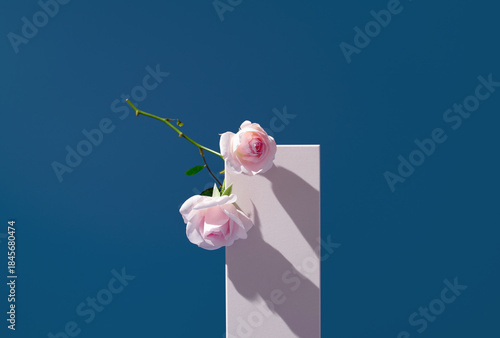 Rosas naturales flores rosas colocadas delicadamente sobre una piedra blanca y fondo azul 



