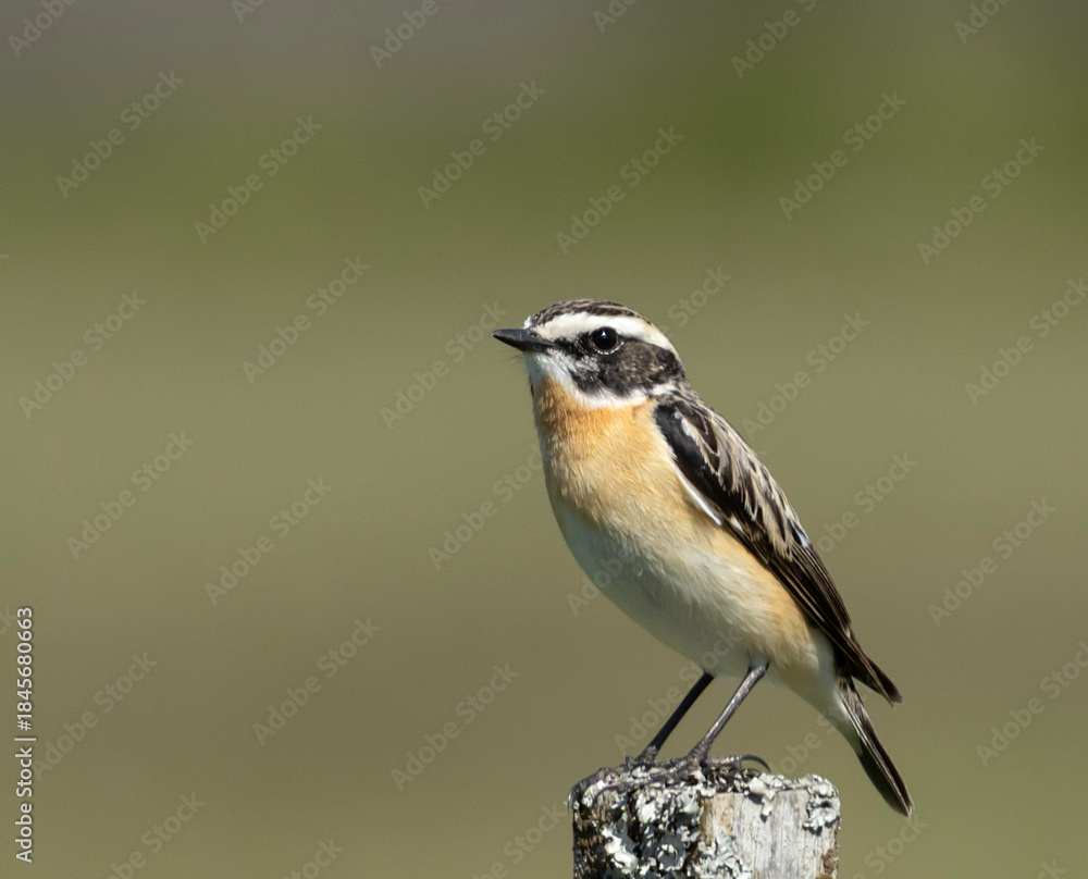 Fototapeta premium Winchat on a branch
