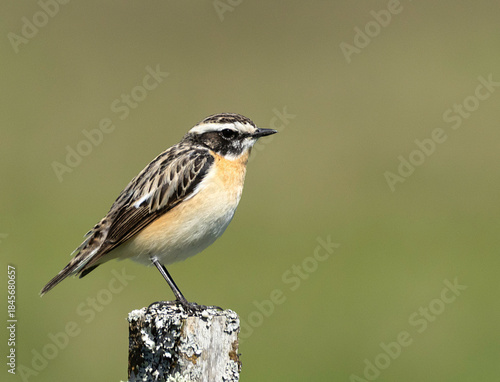 Winchat on a branch
