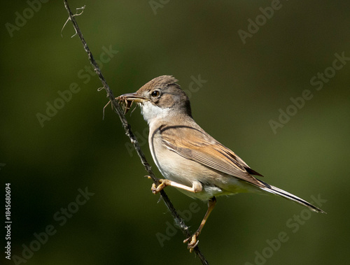 whitethroat on a branch