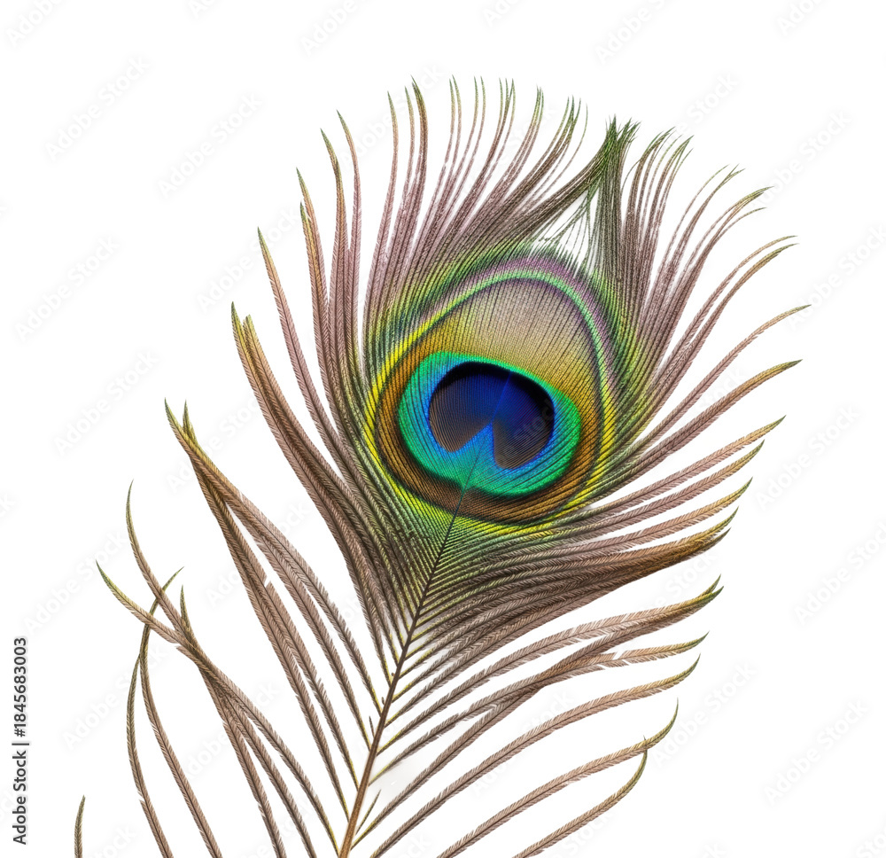 Fototapeta premium Peacock feather display nature isolated on transparent background