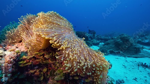 Close up underwater shot of large Anemone in strong current positioned left of frame