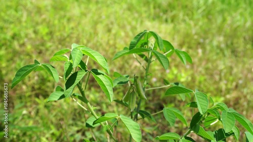 Rattlebox plants and habitat