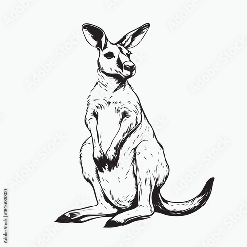 kangaroo