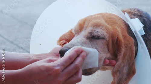 An owner tenderly wipes the face of an elderly Beagle dog, which is convalescing while wearing a protective cone. This intimate moment highlights the human-animal bond and dedicated at-home pet care