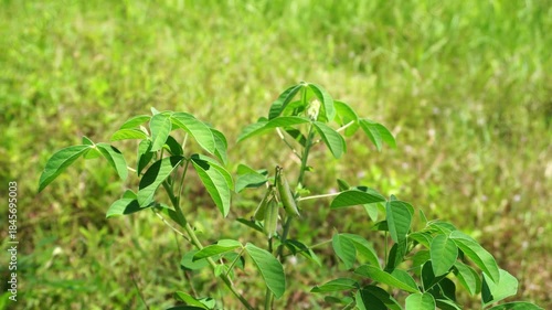 Crotalaria incana Leaves in Wind